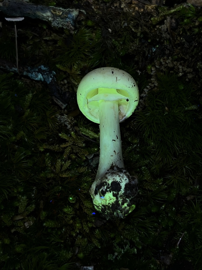 amanita mushrooms from Albert Johnson Rd, Nashville, IN, US on June 12