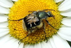 Trichiotinus affinis