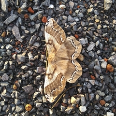 Arsenura polyodonta