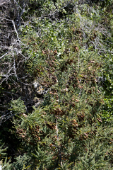 Dalbergia multijuga