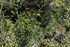 Dalbergia multijuga