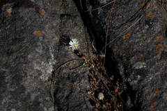 Delosperma subpetiolatum