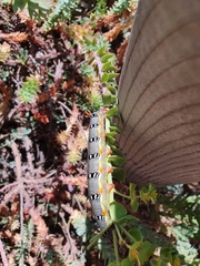 Hyles dahlii
