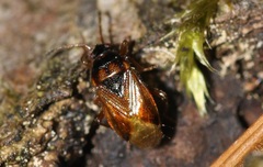 Lasiosomus enervis