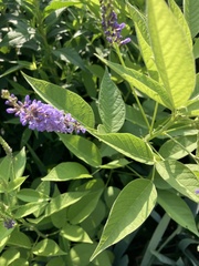 Orbexilum onobrychis