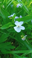 Viola elatior