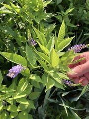 Orbexilum onobrychis