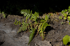 Pityrogramma calomelanos aureoflava