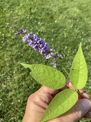 Orbexilum onobrychis