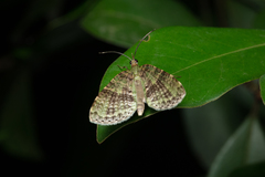 Sauris purpurotincta