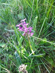 Dactylorhiza sambucina