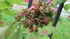 Acalitus longisetosus