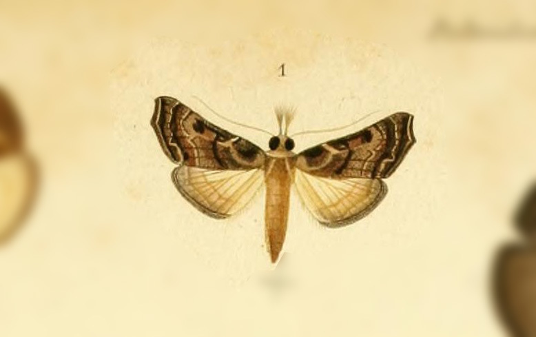 Palthis spectalis