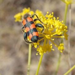 Trichodes leucopsideus