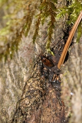 Lasiosomus enervis