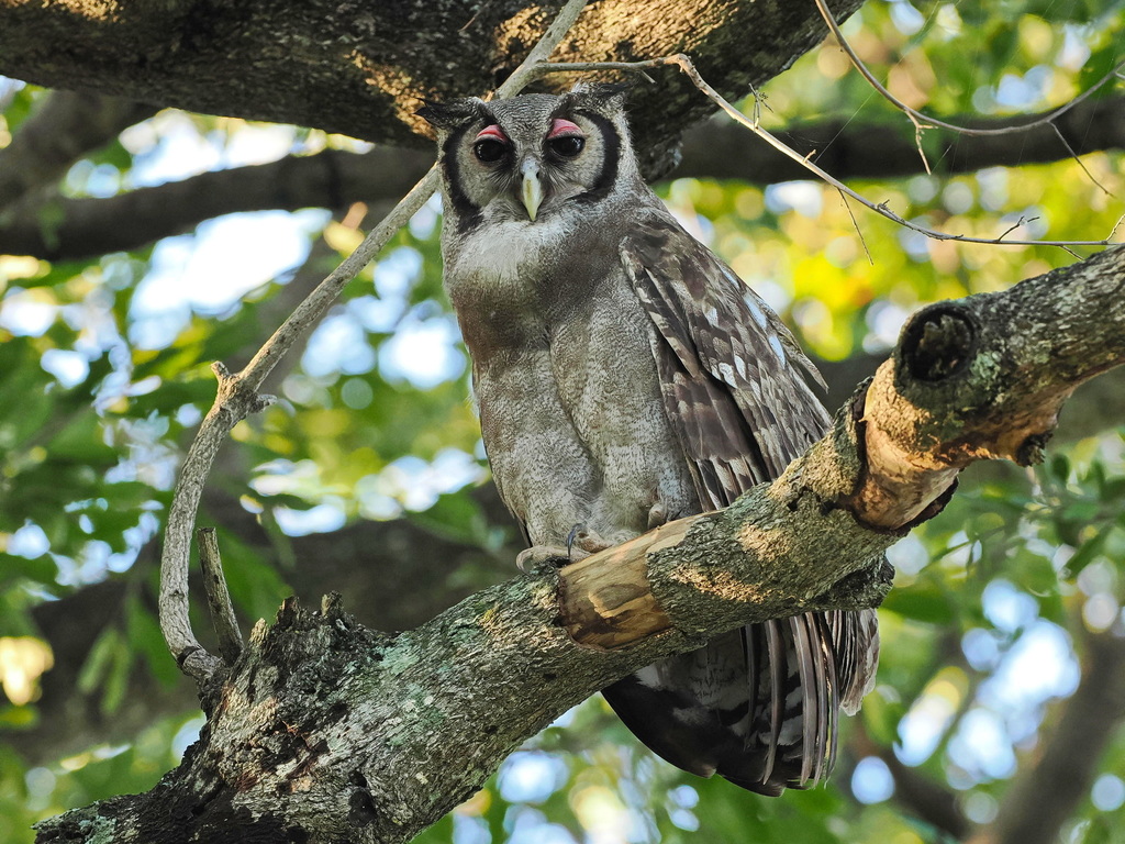 Verreaux's Eagle-owl