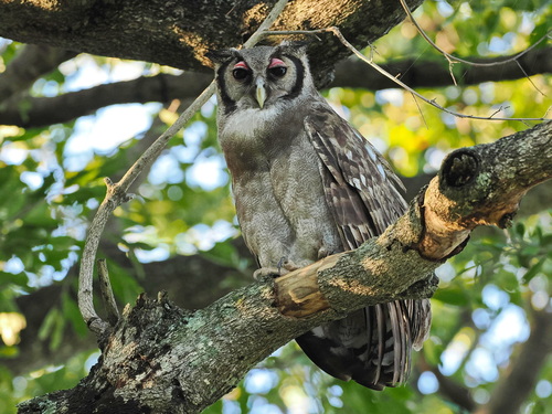 Verreaux's Eagle-owl