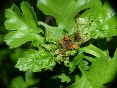 Dasineura crataegi