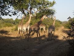 Giraffa camelopardalis thornicrofti