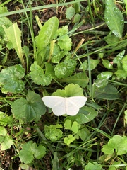 Campaea perlata