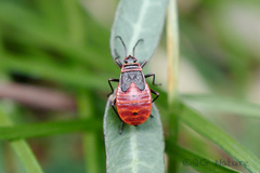 Pyrrhocoris