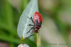 Pyrrhocoris