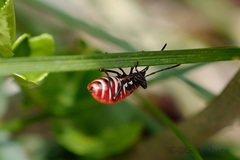 Pyrrhocoris