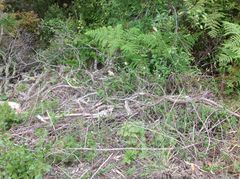 Phalaris californica