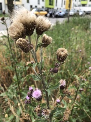 Cirsium arvense