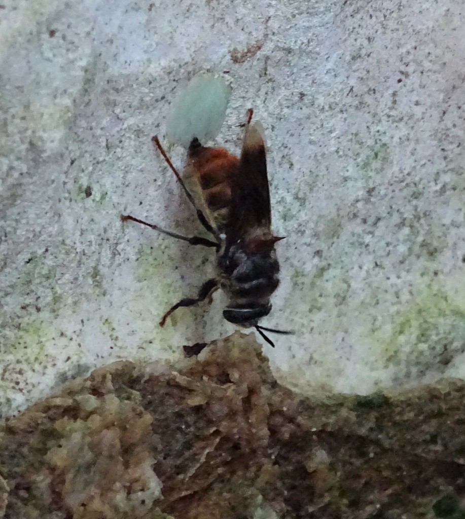 Nyassamyia andreniformis