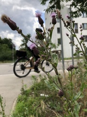 Cirsium arvense