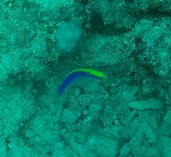 Pseudochromis flavivertex