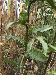 Cirsium arvense