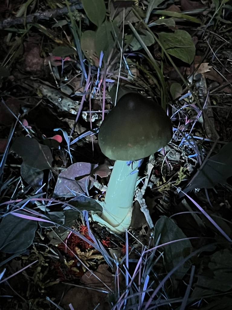 amanita mushrooms from Albert Johnson Rd, Nashville, IN, US on June 12