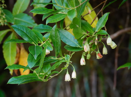 Madeira blueberry