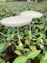 Leucocoprinus fragilissimus image