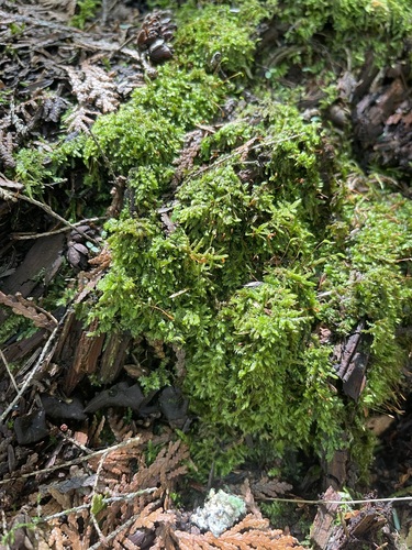Image of Brotherella recurvans by (c) Brandon Corder, some rights reserved (CC BY)