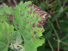 Norvellina chenopodii