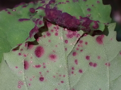 Norvellina chenopodii