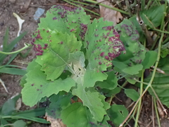 Norvellina chenopodii