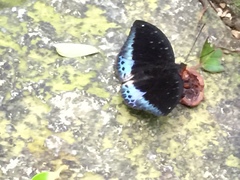 Lexias dirtea merguia