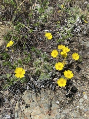 Potentilla crebridens