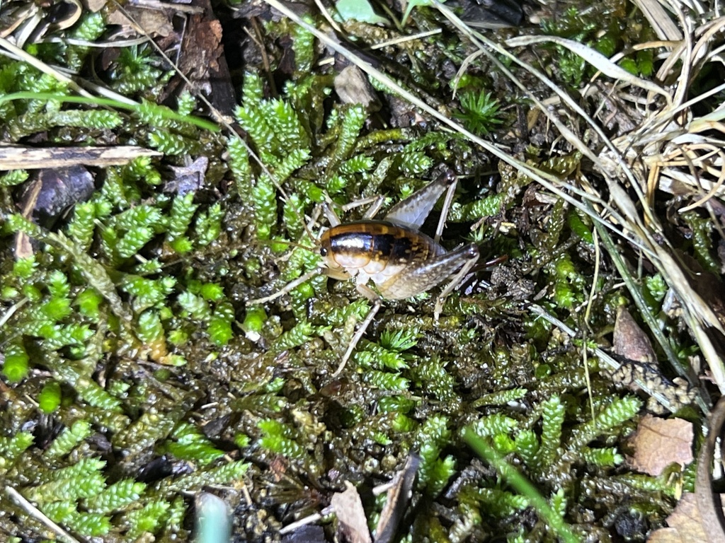 Black-sided Camel Cricket