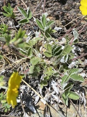 Potentilla crebridens