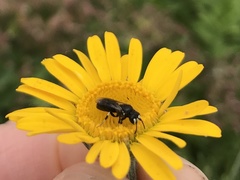 Hylaeus hyalinatus
