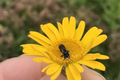 Hylaeus hyalinatus