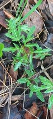 Cardamine trifida