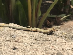 Podarcis pityusensis