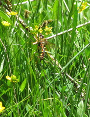 Megarhyssa nortoni