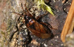 Lasiosomus enervis